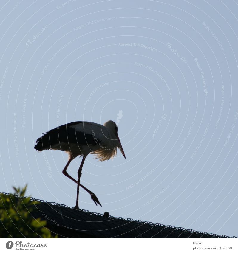 Keep it up, ces. Freedom Birth Midwife Landscape Beautiful weather Bushes Stork Pride Stride Reet roof Wire White Stork walking bird adebar back from Africa