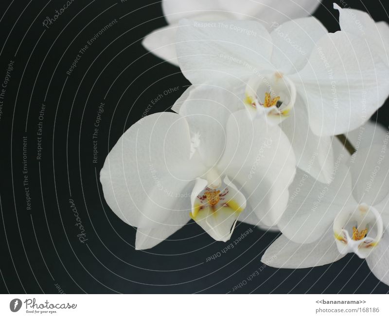 Many thanks for the flowers Colour photo Close-up Detail Copy Space left Copy Space bottom Day Front view Style Beautiful Wellness Nature Plant Flower Orchid