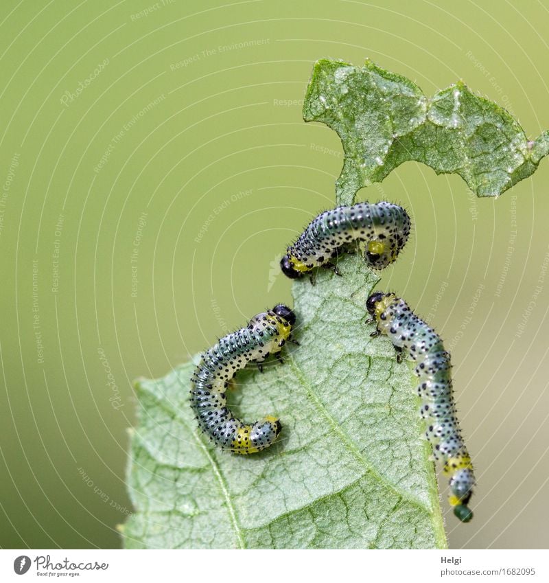 there they are again... Environment Nature Plant Animal Leaf Agricultural crop Garden Wild animal Caterpillar 3 Crawl Authentic Together Uniqueness Small
