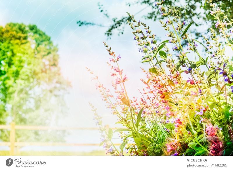 Garden or park background with pink flowers and sunlight Lifestyle Design Summer Environment Nature Landscape Plant Sky Sunlight Spring Autumn Beautiful weather