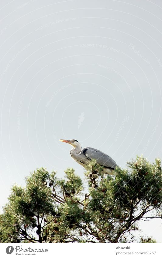 Heron II Copy Space top Copy Space middle Animal portrait Nature Air Sky Clouds Summer Tree Bird Zoo Grey heron 1 Observe Relaxation Crouch Sit Tall Gray Green