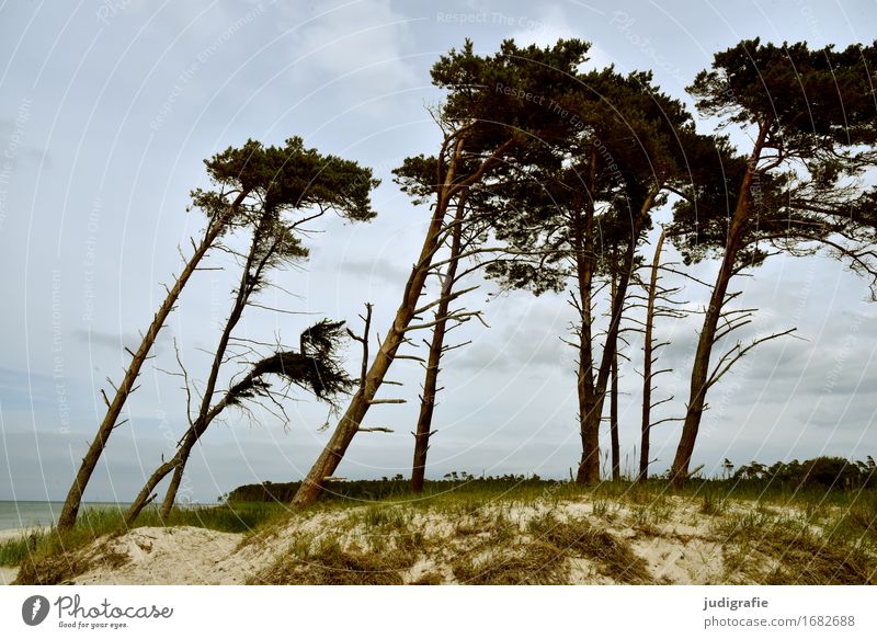 western beach Environment Nature Landscape Plant Sky Clouds Climate Weather Wind Gale Tree Coast Baltic Sea Fischland-Darss-Zingst Western Beach Exceptional