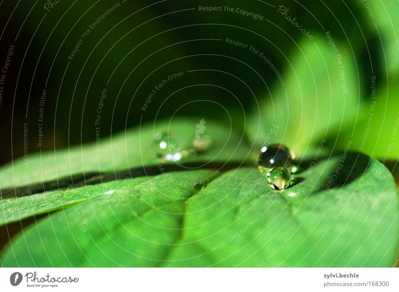 like a little pearl Nature Plant Drops of water Climate Weather Rain Leaf Fresh Glittering Cold Wet Beautiful Green Black Calm Purity Pure Clarity Colour photo