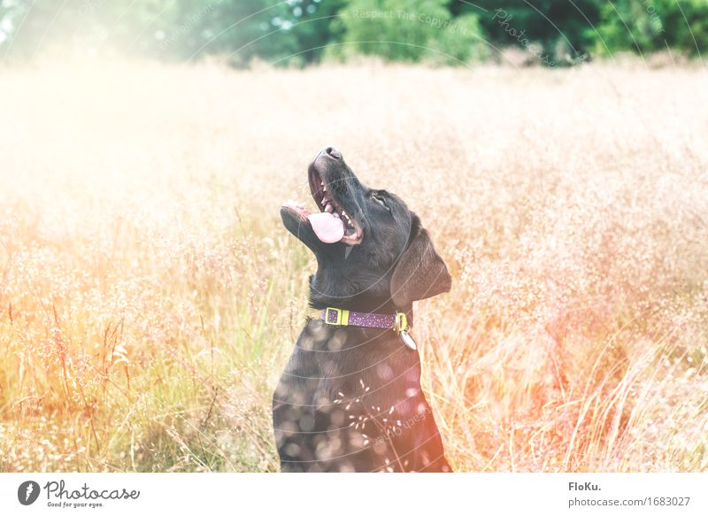 Aw, yiss! Summertime! Nature Plant Animal Sun Sunlight Beautiful weather Grass Bushes Meadow Field Pet Dog 1 Baby animal Happiness Positive Warmth Emotions