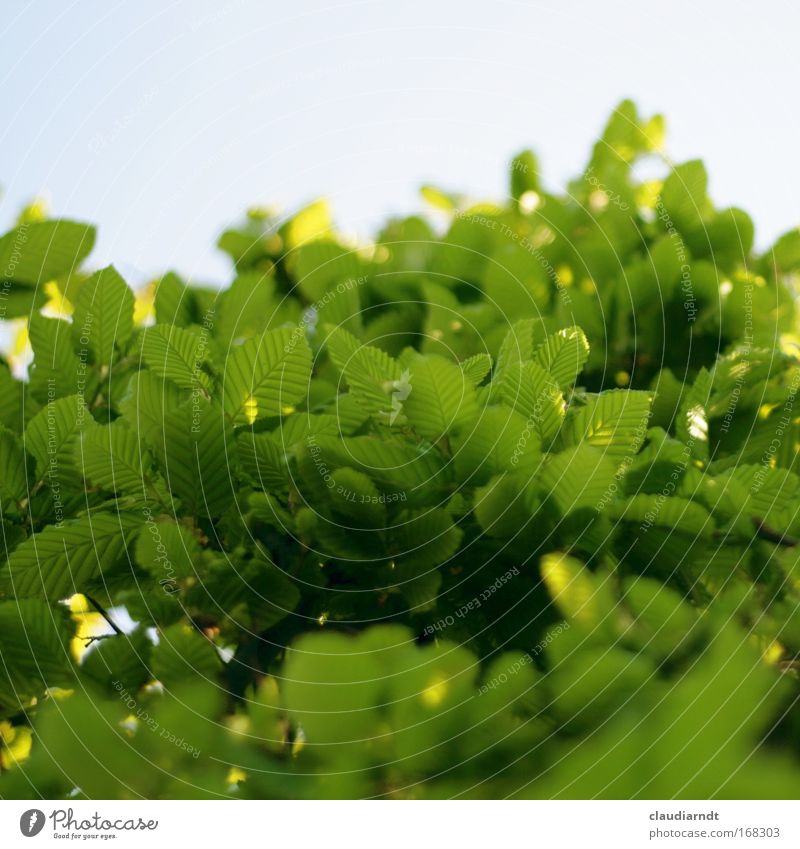 leaf green Colour photo Exterior shot Copy Space left Copy Space right Copy Space top Copy Space bottom Day Shallow depth of field Worm's-eye view Nature Plant