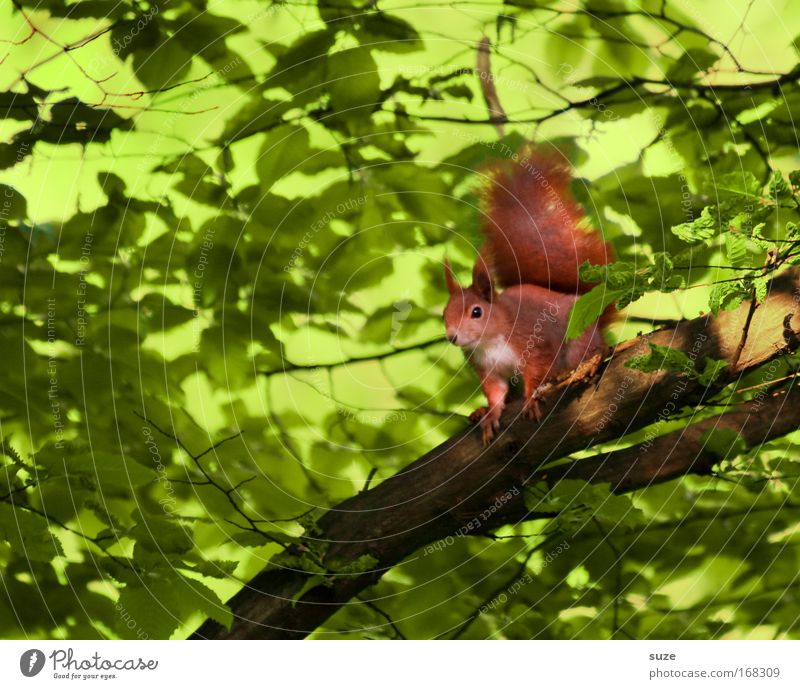 auf´m Jump Environment Nature Plant Animal Tree Wild animal Squirrel 1 Observe Wait Small Cute Green Red Love of animals Curiosity Branch Rodent Animal portrait