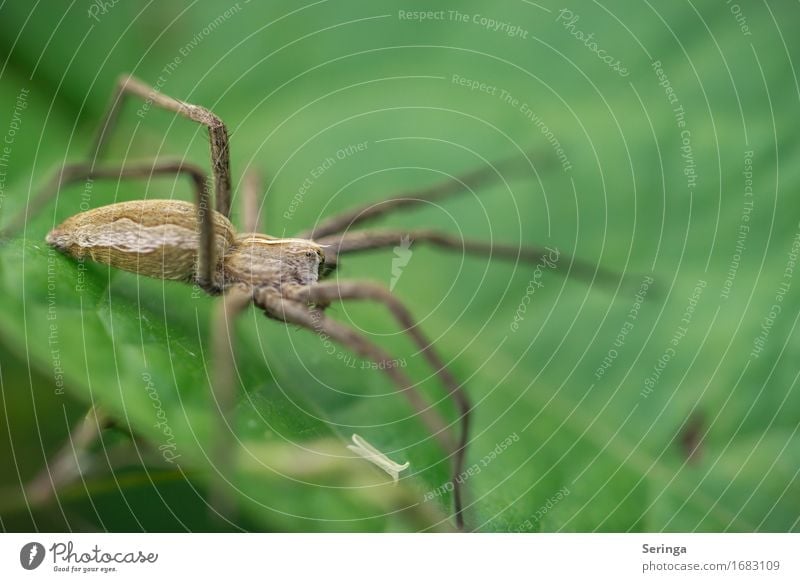 List spider (Pisaura mirabilis) Nature Landscape Plant Animal Tree Flower Grass Bushes Moss Leaf Blossom Wild plant Garden Park Meadow Field Wild animal Spider