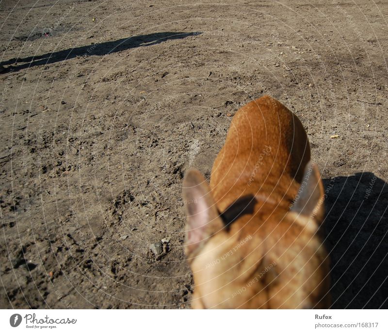 Napoleon's storm urge and spine Colour photo Close-up Copy Space left Copy Space top Day Shadow Contrast Sunlight Worm's-eye view Animal portrait Front view