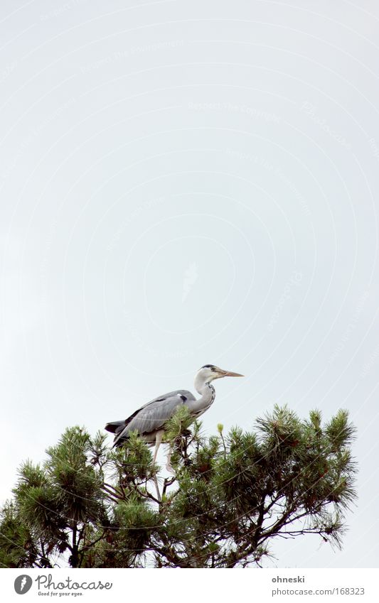 Heron III Subdued colour Exterior shot Copy Space top Copy Space middle Animal portrait Nature Tree Bird Relaxation Flying Looking Wait Grey heron