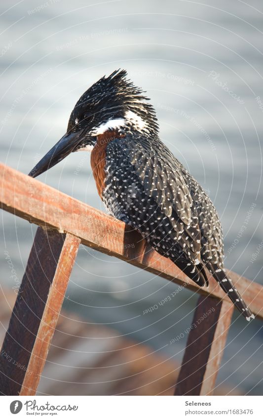 Giant Kingfisher Vacation & Travel Trip Environment Nature Coast Lake Animal Wild animal Bird 1 Near Colour photo Exterior shot Animal portrait