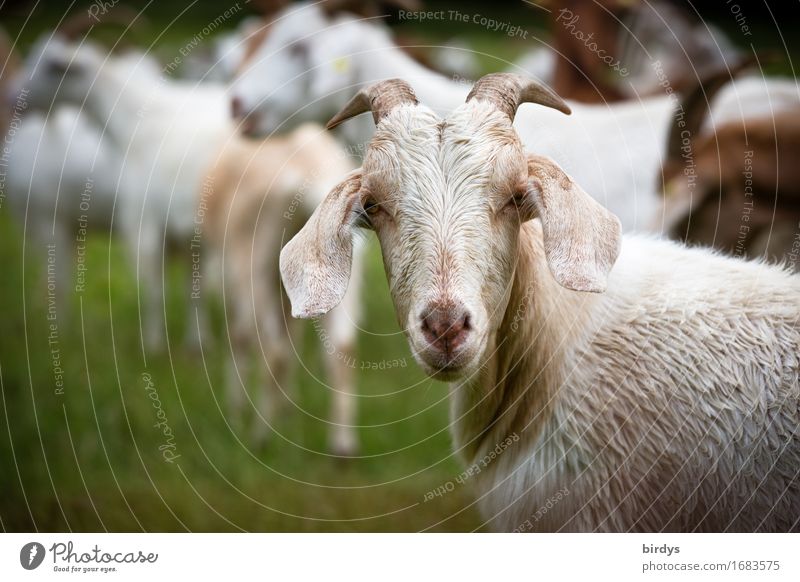 herd animal Agriculture Forestry Summer Meadow Farm animal Goats Herd Observe Looking Esthetic Authentic Friendliness Funny Sustainability Positive Contentment