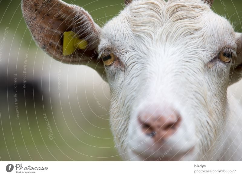 goat portrait Farm animal Animal face Goats 1 Observe Listening Looking Esthetic Exceptional Friendliness Astute Positive Love of animals Smart Curiosity Nature