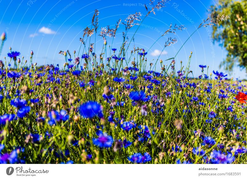 cornflowers Nature Landscape Plant Summer Beautiful weather Flower Field Contentment Warm-heartedness Serene Calm Cornflower Blue Village