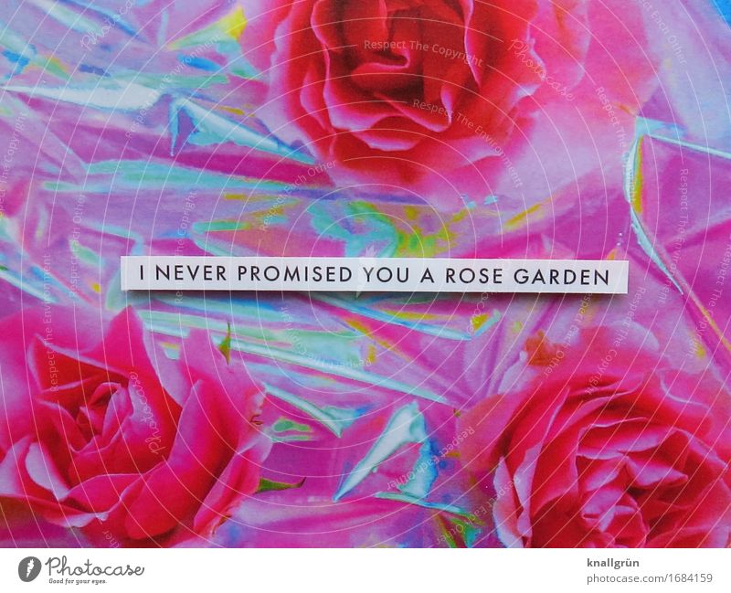I never promised you a rose garden Plant Rose Characters Signs and labeling Communicate Sharp-edged Pink Black Silver White Emotions Moody Acceptance Patient