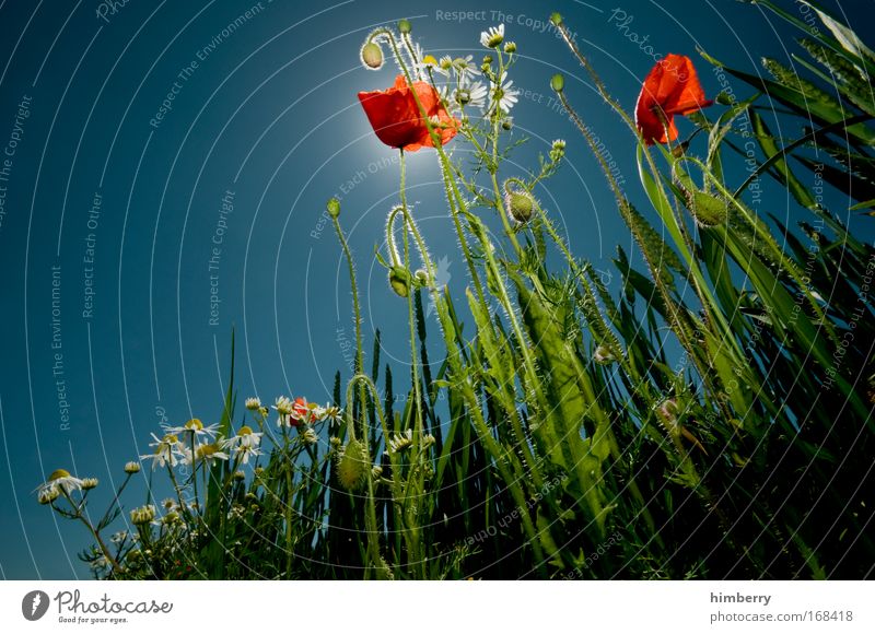 poppy light party Colour photo Multicoloured Exterior shot Close-up Detail Experimental Copy Space left Copy Space top Copy Space bottom Artificial light Light