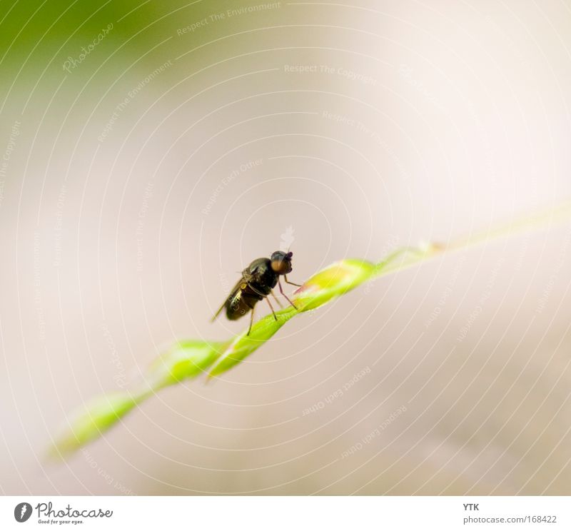 Lazy Fly Colour photo Subdued colour Exterior shot Detail Macro (Extreme close-up) Deserted Copy Space top Copy Space bottom Day Contrast Silhouette Blur