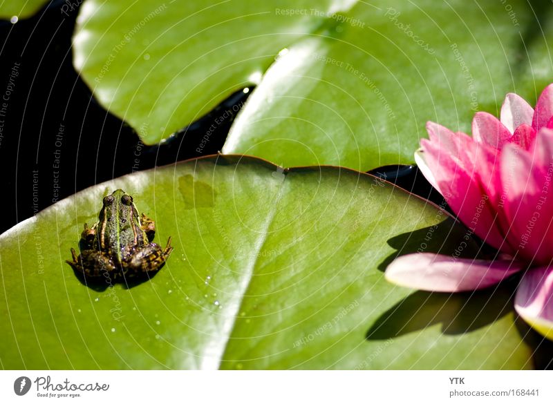 idyllic pond Colour photo Multicoloured Exterior shot Detail Copy Space top Copy Space middle Day Shadow Contrast Silhouette Reflection Nature Plant Animal