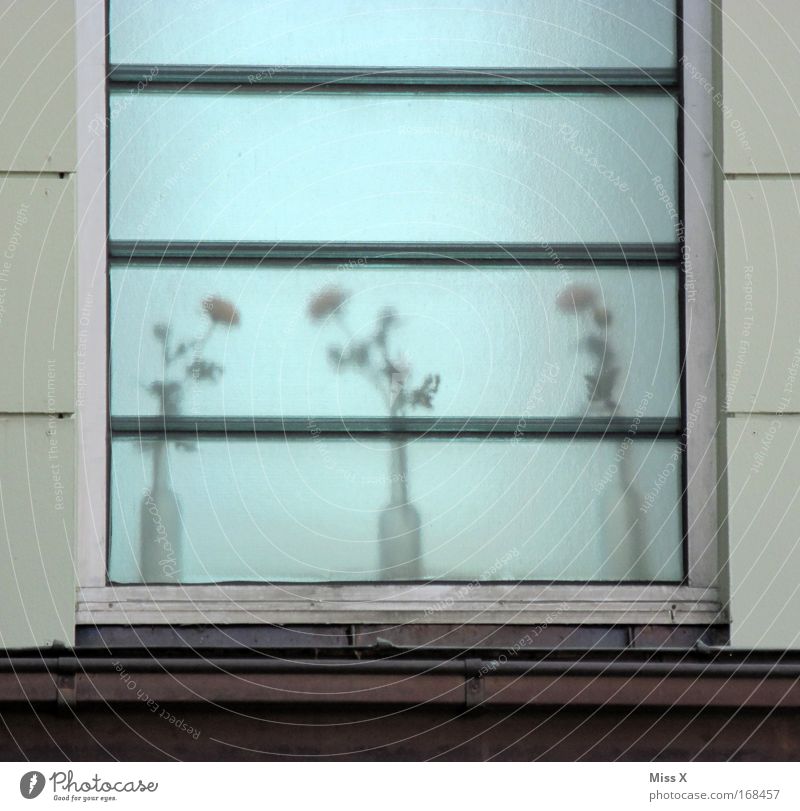frosted glass Subdued colour Exterior shot Deserted Blur Plant Pot plant House (Residential Structure) Window Dirty Gray Flower Flower vase Frosted glass Pane