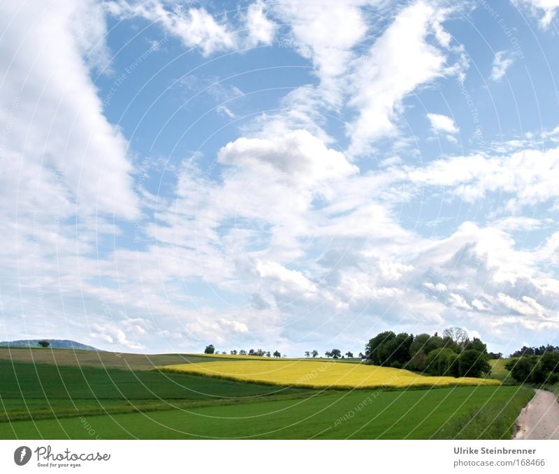 Wide cloudy sky over rape field and forest in spring Colour photo Exterior shot Deserted Day Senses Trip Environment Nature Landscape Plant Air Sky Clouds Sun