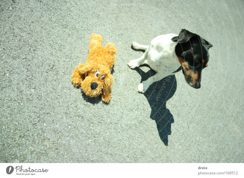 Dog On Asphalt Colour photo Exterior shot Deserted Day Shadow Bird's-eye view Animal portrait Looking away 1 Cuddly toy Relaxation To enjoy Crouch Sit Firm