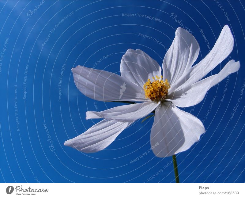 White Cosmea blossom in front of a blue sky Colour photo Exterior shot Macro (Extreme close-up) Neutral Background Day Plant Spring Beautiful weather Flower