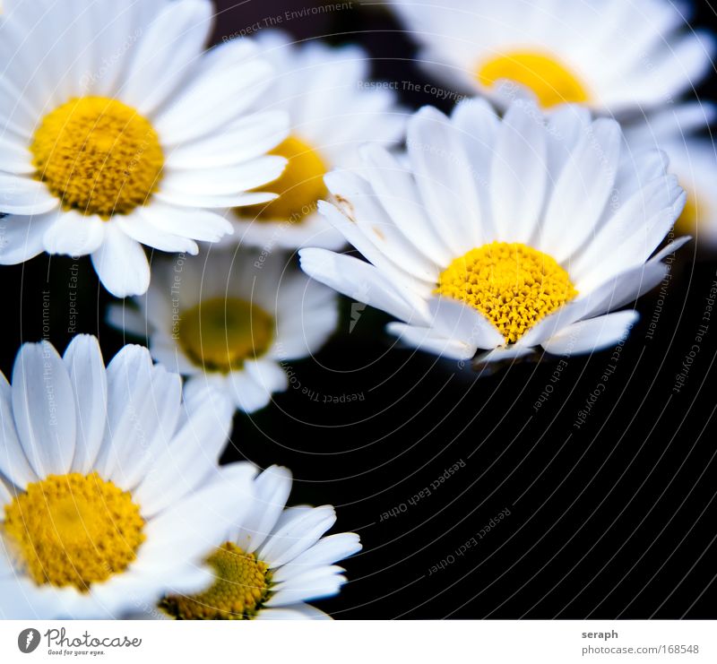 White Blossoms marguerite pretty botanical Pollen Bud Blur Herb garden Meadow daisies daisy blossom flowering blooming flower decorative Blossoming Nectar