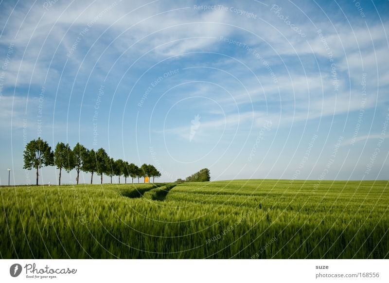 timber line Environment Nature Landscape Plant Climate Beautiful weather Tree Grass Agricultural crop Wheat Grain field Field Tracks Growth Authentic Blue Green