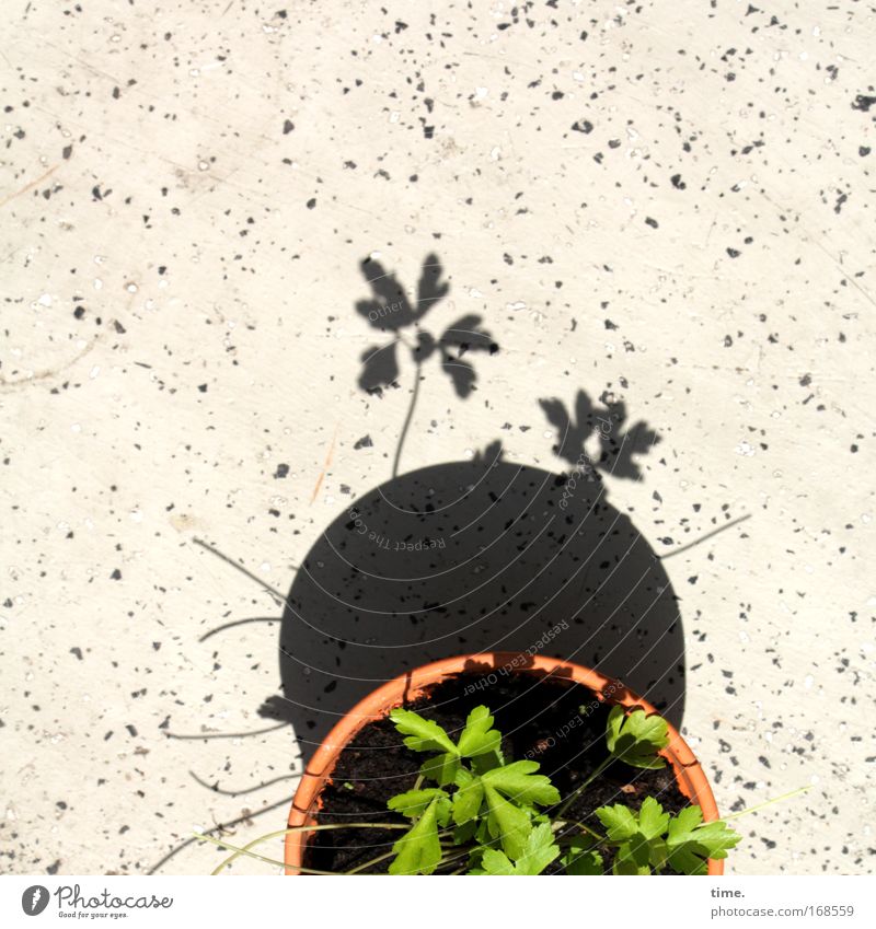 Partial pot eclipse with audience Light Shadow Looking Playing Earth Balcony Observe Going Green Flowerpot over the edge Parsley Pot Clay Clay pot Potting soil