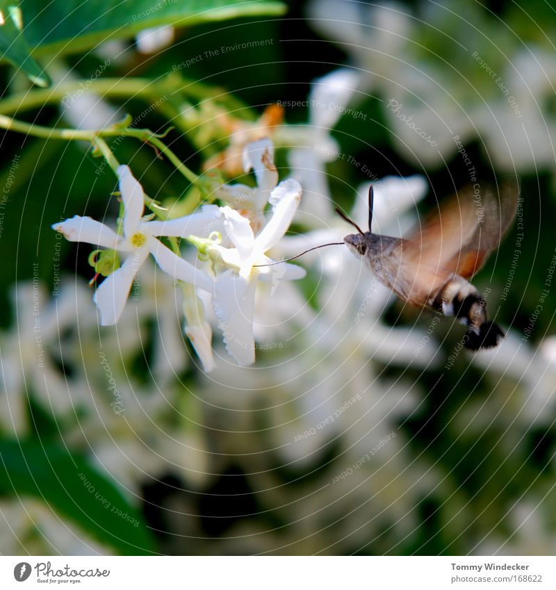 flutter man Colour photo Exterior shot Sunlight Motion blur Environment Nature Plant Animal Spring Summer Flower Bushes Wild plant Farm animal Butterfly Beetle