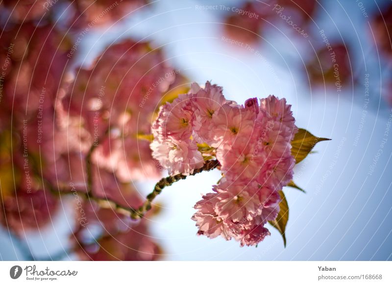 ornamental cherry Colour photo Close-up Day Shallow depth of field Environment Nature Plant Spring Tree Blossom Blossoming Fragrance Esthetic Beautiful Pink