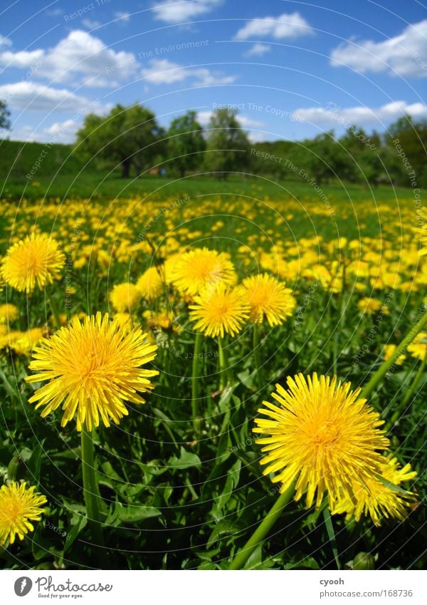 to bite into... Colour photo Exterior shot Close-up Deserted Copy Space top Day Worm's-eye view Nature Landscape Animal Sky Spring Summer Beautiful weather