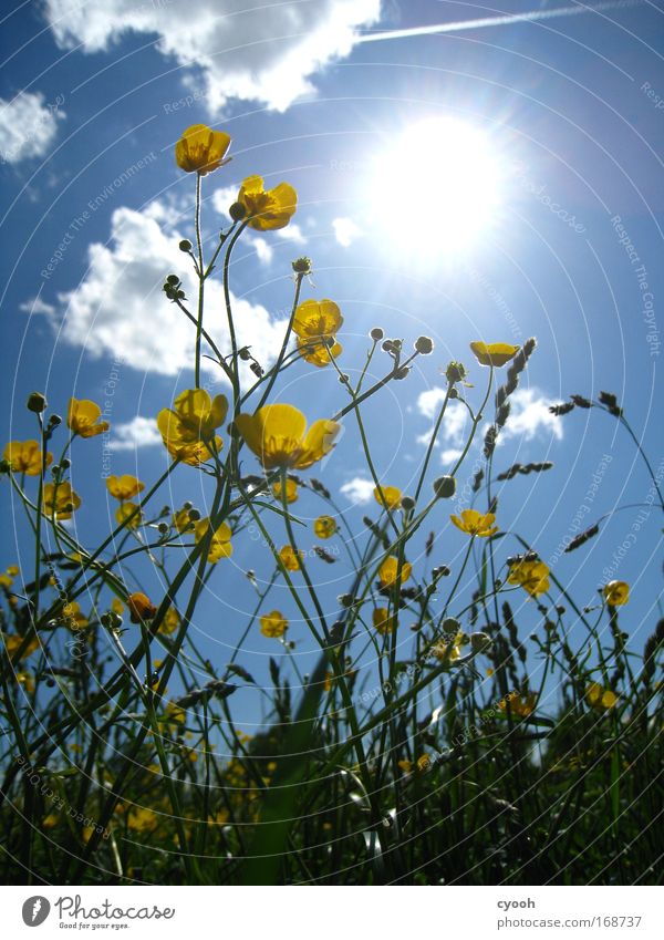 spring weather Sun Summer Spring Crowfoot Flower Flower meadow Meadow Field Yellow Blue Green Clouds Happy Growth Blossoming Close-up Worm's-eye view Nature