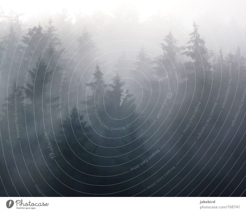 fog magic Nature Air Sunlight Bad weather Fog Tree Coniferous trees Coniferous forest Spruce Spruce forest Forest Hill Slope Point Creepy Thorny Many Gray White