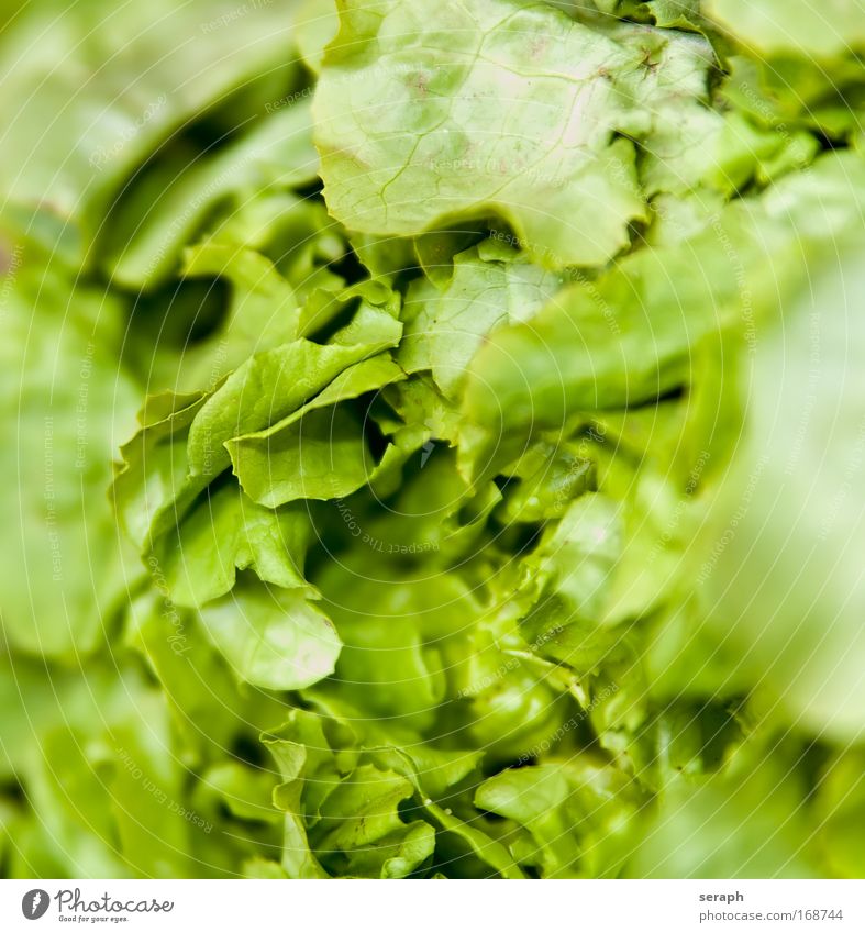 Salad Feed Delicious Healthy Green Light green Vitamin B Vitamin C Vitamin A Vitamin-rich Crisp Crisps Fresh Vegetable Plant Garden plants lettuce leaf Food