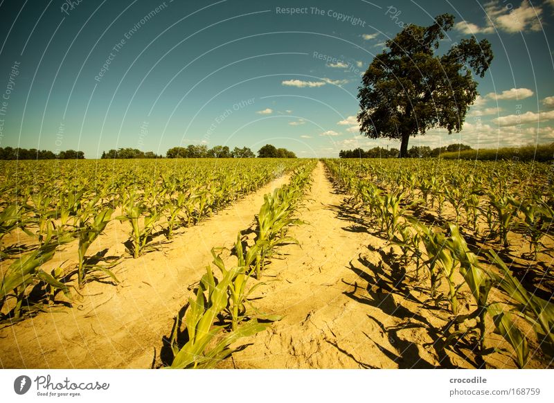Maize field III Colour photo Exterior shot Deserted Sunlight Deep depth of field Central perspective Wide angle Agriculture Environment Nature Landscape Plant