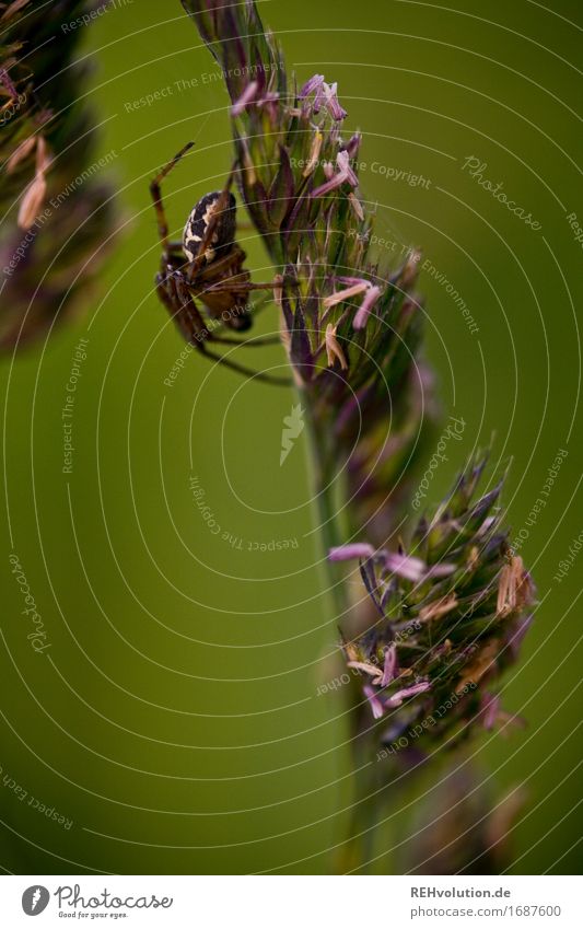 spider Environment Nature Grass Meadow Spider Disgust Green Crawl Insect Seed Blade of grass Colour photo Exterior shot Close-up Detail Macro (Extreme close-up)