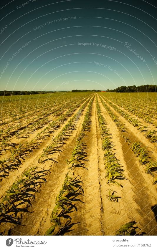 Maize field VI Colour photo Exterior shot Deserted Sunlight Deep depth of field Central perspective Wide angle Agriculture Environment Nature Landscape Plant