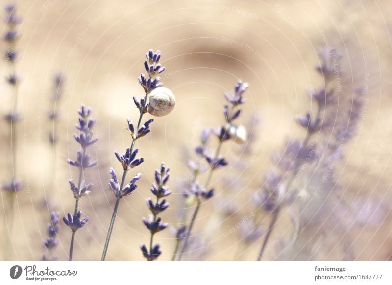 lavender snail Environment Nature Earth Beautiful weather Hot Bright Lavender Lavender field Snail Violet Warmth Southern France Provence Fragrance Romance