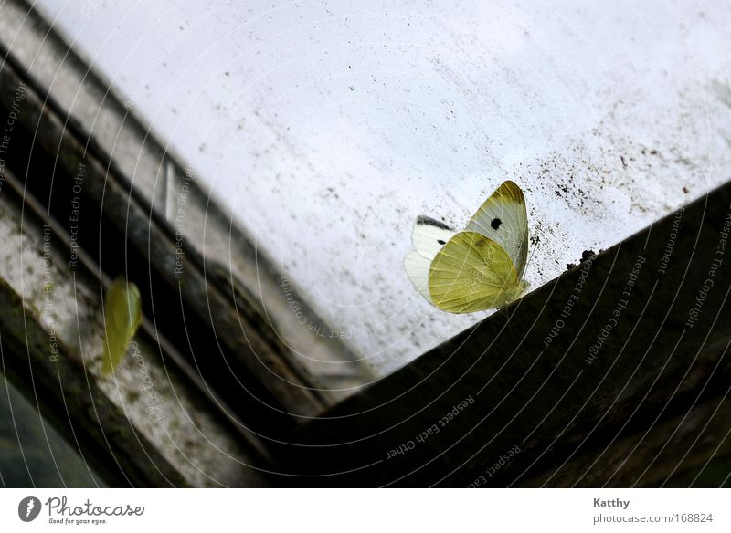 The longing of the butterfly Colour photo Interior shot Copy Space right Copy Space bottom Day Animal Butterfly Wing Wait Dark Beautiful Gloomy Yellow Black