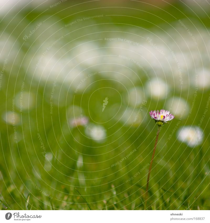 on one's own Exterior shot Macro (Extreme close-up) Blur Deep depth of field Nature Plant Summer Flower Grass Daisy Meadow Fresh Green Spring fever Life