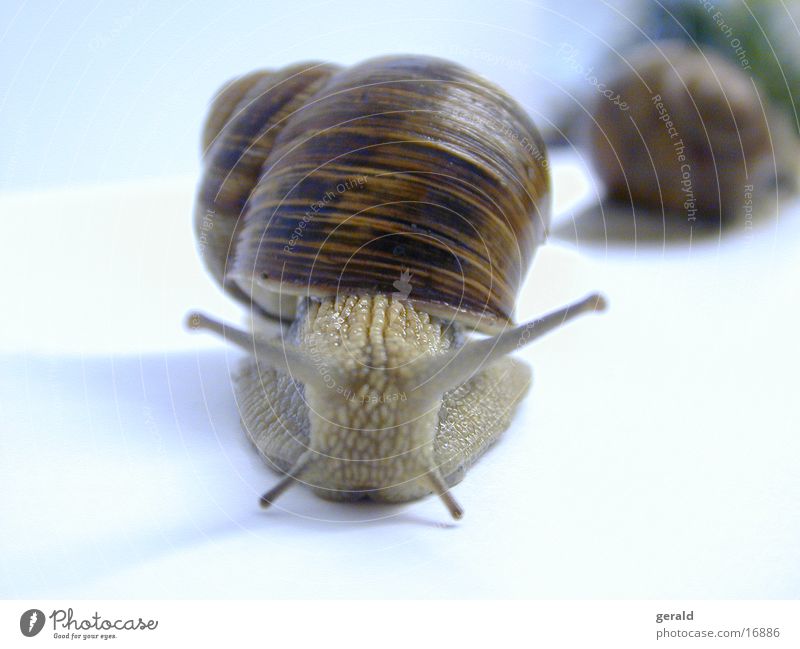 snail Vineyard snail Macro (Extreme close-up) Feeler Snail