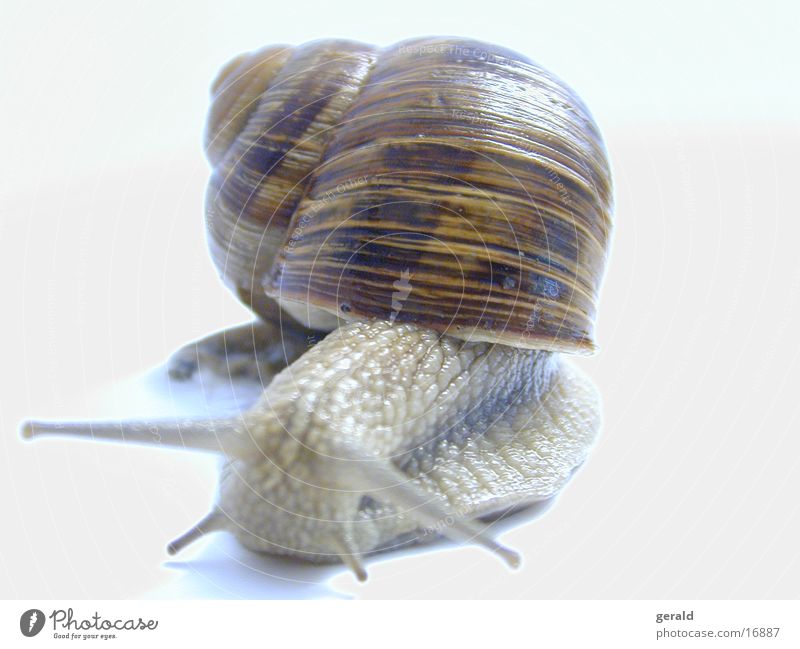 Screw2 Vineyard snail Macro (Extreme close-up) Feeler Snail