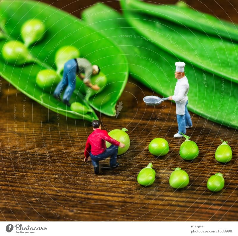 Miniwelten - Pea harvest Food Vegetable Nutrition Lunch Organic produce Vegetarian diet Pan Work and employment Profession Cook Workplace Kitchen Gastronomy