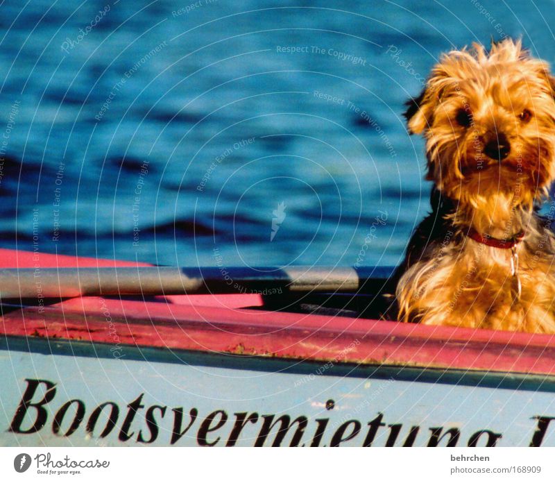 When I grow up, I'll be captain. Colour photo Exterior shot Contentment Summer Waves Water Beautiful weather Lake River Boating trip Rowboat Watercraft Pelt Pet