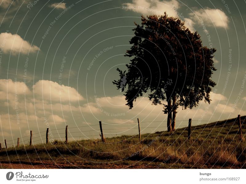 arbor fabulae Colour photo Exterior shot Evening Twilight Silhouette Nature Landscape Sky Clouds Tree Meadow Hill Dark Environment Growth Lanes & trails Bungo