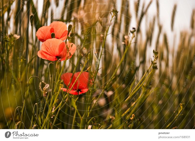 poppy Colour photo Exterior shot Day Sunlight Shallow depth of field Worm's-eye view Nature Plant Spring Flower Grass Bushes Blossom Foliage plant Poppy Park