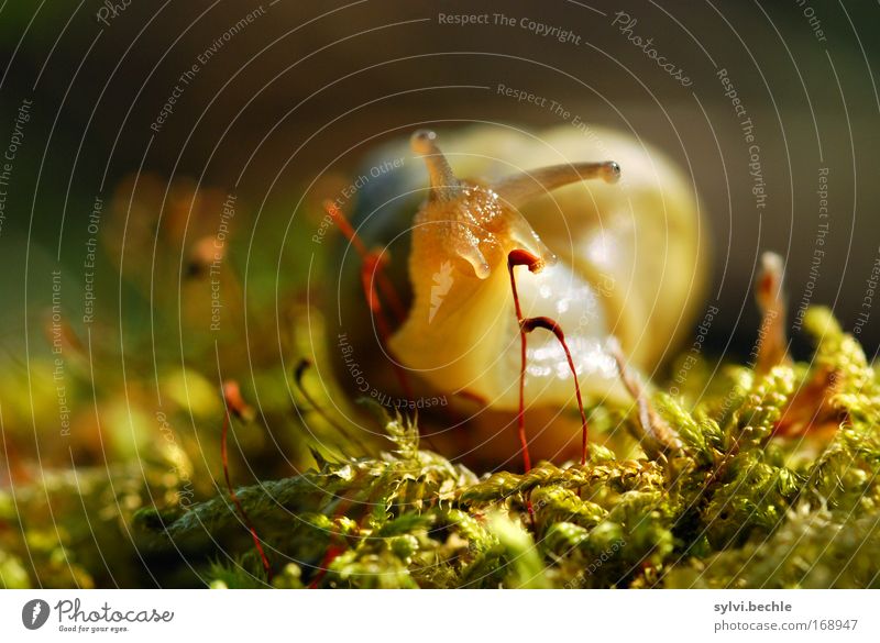 and then came polly Nature Plant Earth Beautiful weather Moss Animal Snail Animal face Observe Discover Looking Small Brown Yellow Green Calm Snail shell Neck