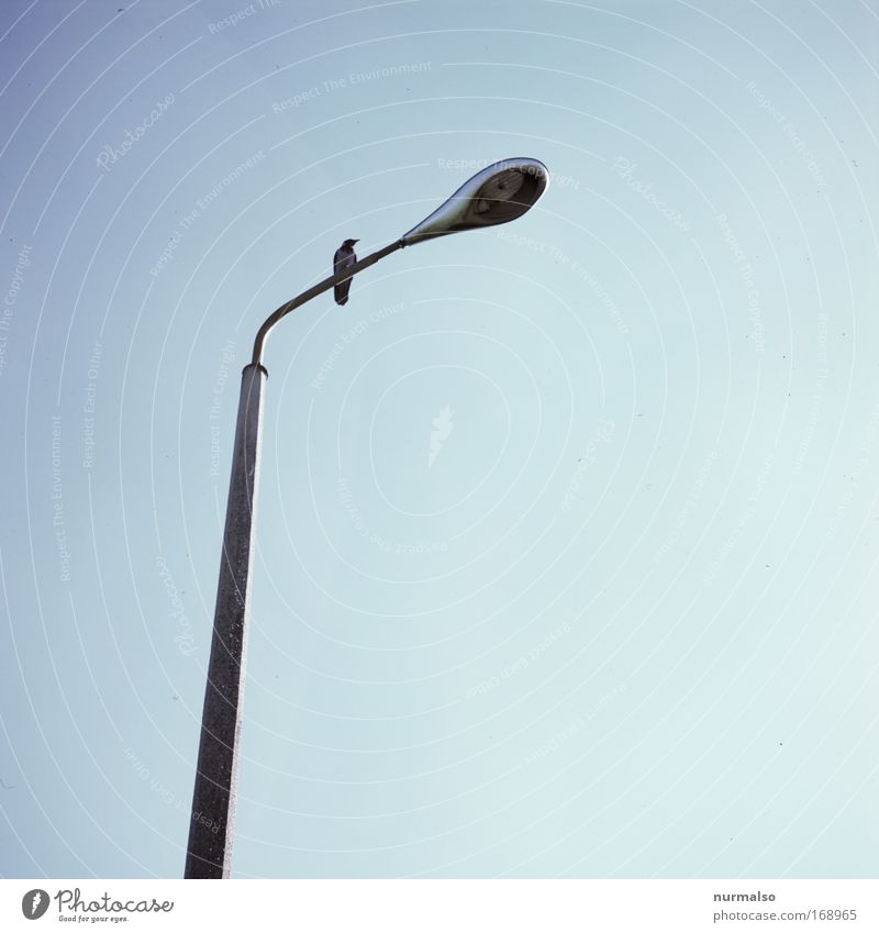 with raven, without pear. Colour photo Morning Flying Lamp Environment Plant Animal Sky Cloudless sky Summer Small Town Road traffic Street Lantern Runway