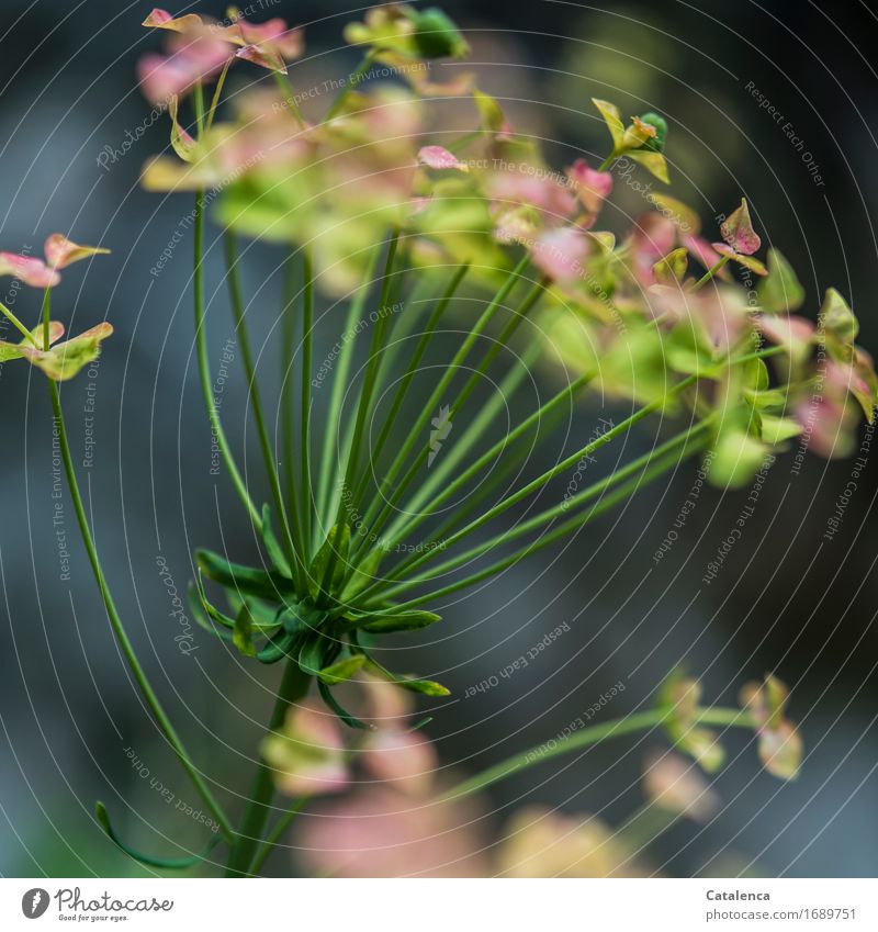 On the roadside blooms a cypress spurge Nature Plant Summer Leaf Blossom Wild plant Field Blossoming Fragrance Faded To dry up Growth naturally Gray Green Pink