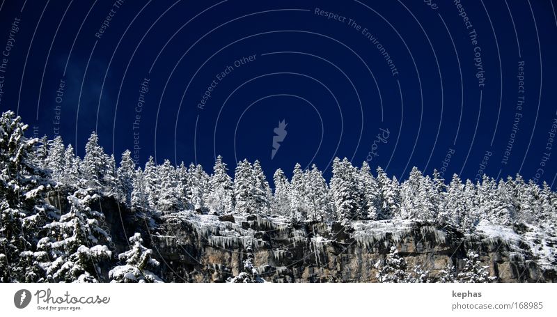 magic forest Colour photo Exterior shot Deserted Copy Space top Day Landscape Sky Cloudless sky Winter Beautiful weather Ice Frost Snow Tree Forest Rock Alps